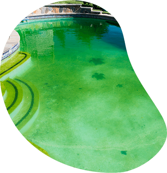 serviço piscina verde